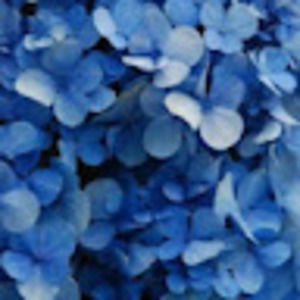 Meet your Posher, Nephtalie